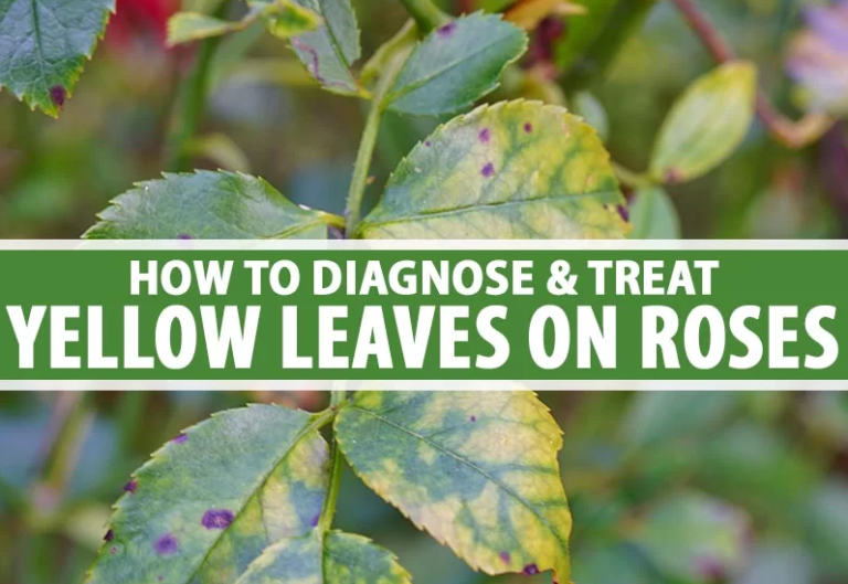 9 Reasons Why Rose Leaves Turn Yellow The Garden Hows