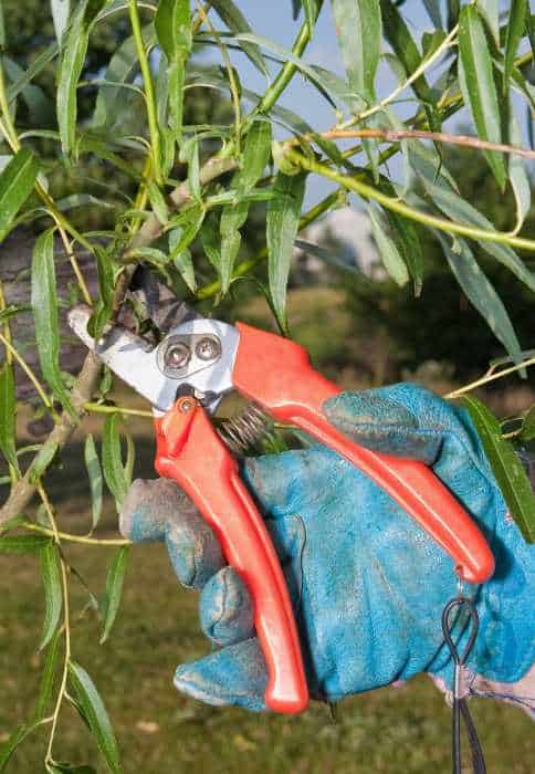 How to Prune a Flamingo Tree