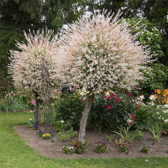 How To Prune A Flamingo Tree Complete Guide Video The Garden Hows