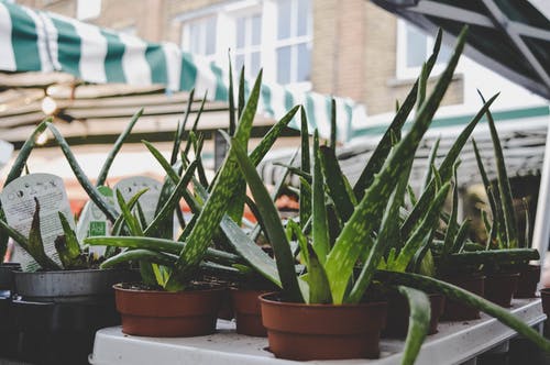 How to save an overwatered Aloe plant