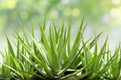 Plants that Look Like Aloe Vera