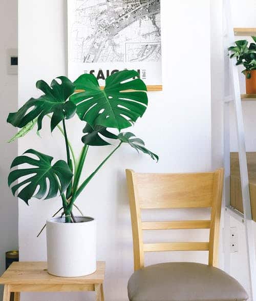 How Long Can Monstera Live in Water?