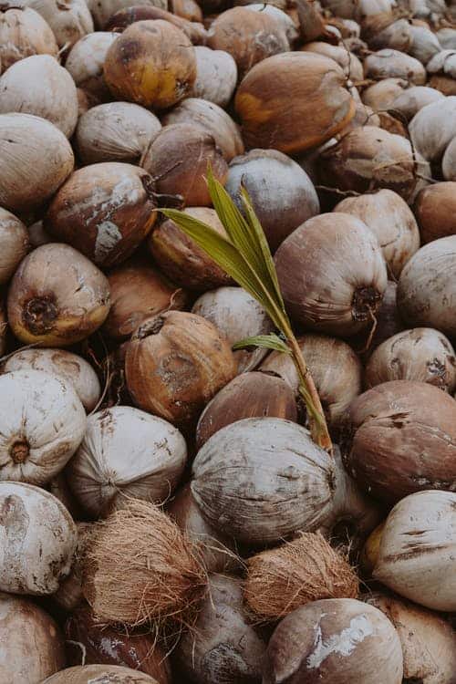 how to grow a coconut palm
