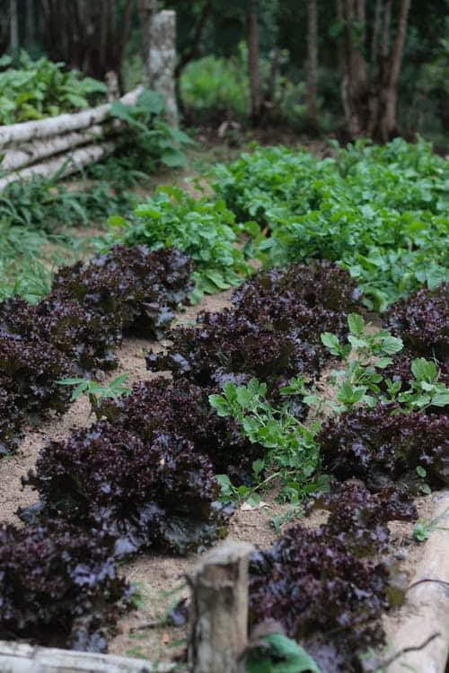 how to plant mixed lettuce seeds