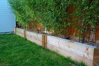 How to grow a Bamboo Privacy Screen in containers