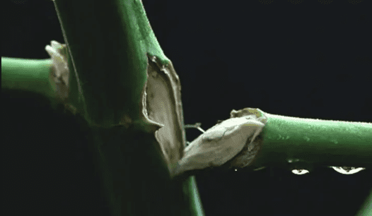 How to fix a broken plant stem