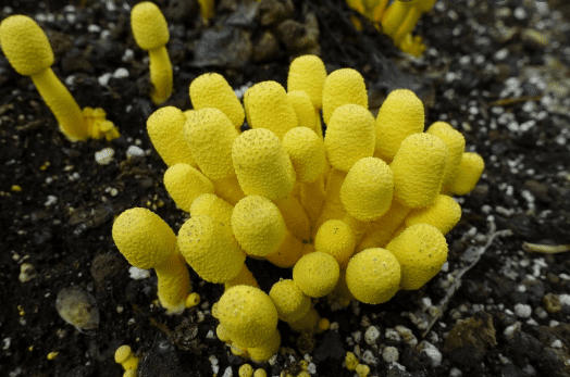 Yellow Fungus in Potting Soil