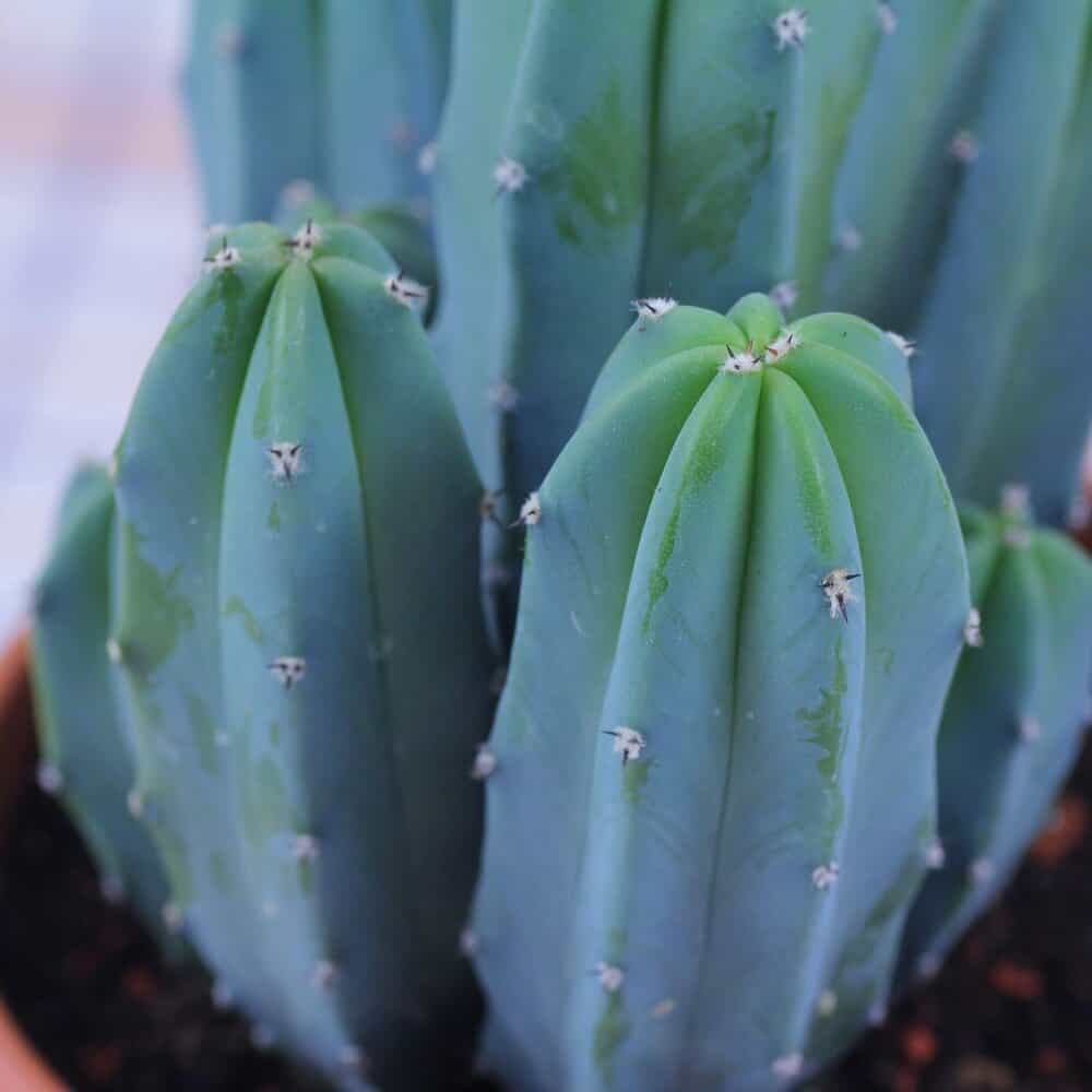 Blue Myrtle Cactus