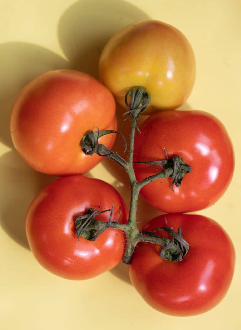 How to fix a broken tomato plant The Garden Hows