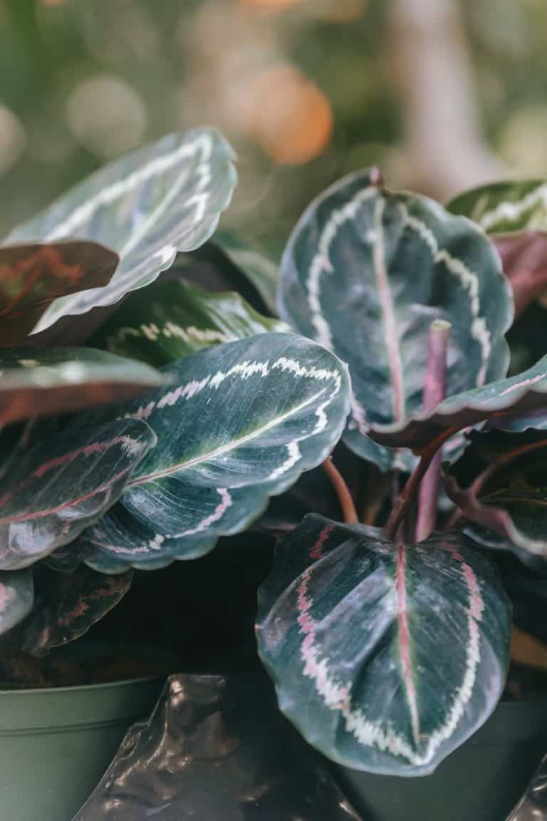 How to revive a prayer plant (step by step guide)