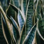 How to fix a broken snake plant leaf (step by Step guide)