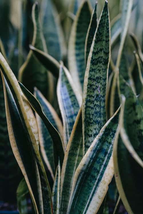 How to fix a broken snake plant leaf (step by Step guide)