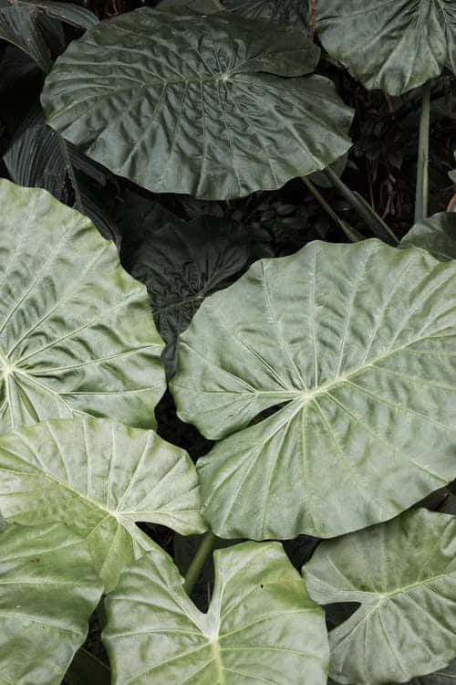 How to revive Elephant Ear plants