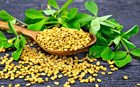 How to Grow Fenugreek at Home?