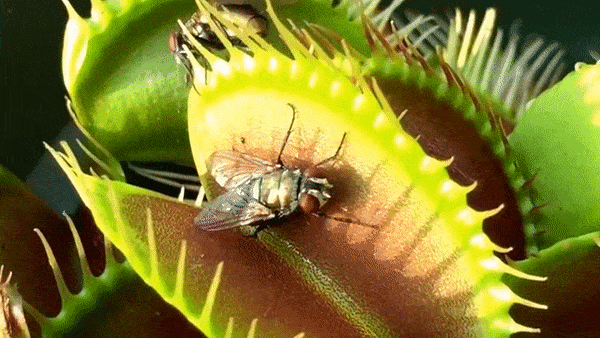How does the Venus Flytrap work?