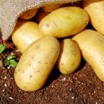 Is a Potatoe a Root or Stem?