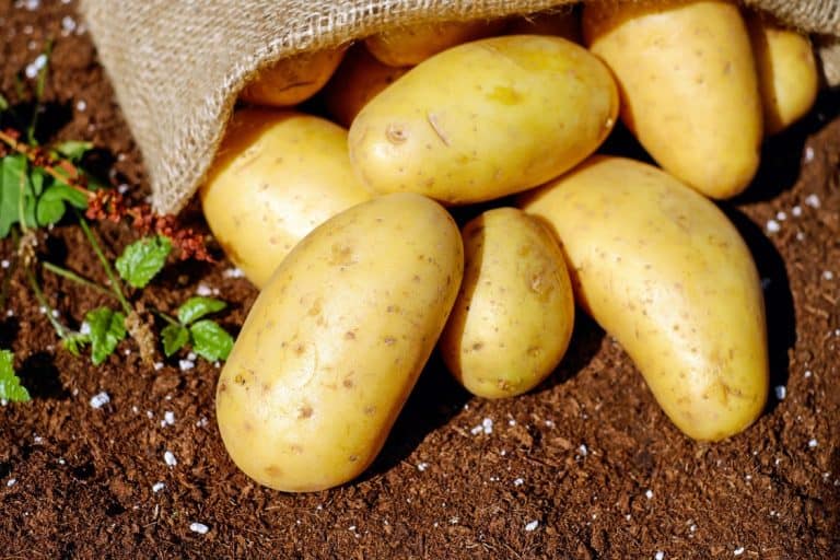 Is a Potatoe a Root or Stem?