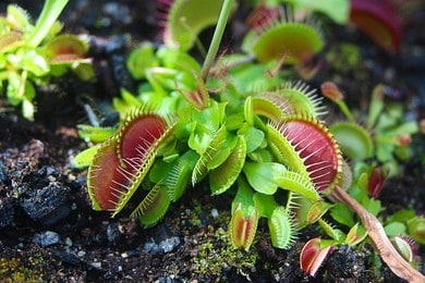 How to care for a Venus Flytrap
