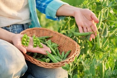 When to Harvest Peas & Growing Peas Guide