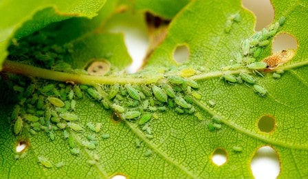 How to use natural Vinegar Spray for Aphids