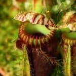 How to Grow Pitcher Plants