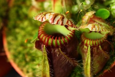 How to Grow Pitcher Plants