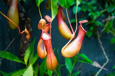 Nepenthes - Growing Guide