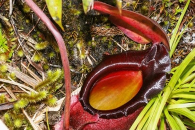 Nepenthes – Growing Guide
