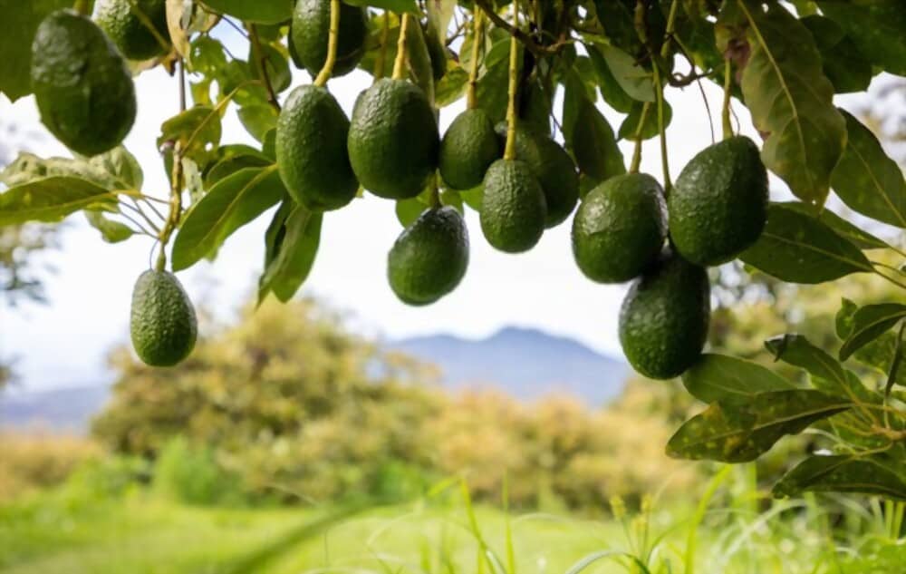 How Big does the Avocado Tree and Fruit Get?