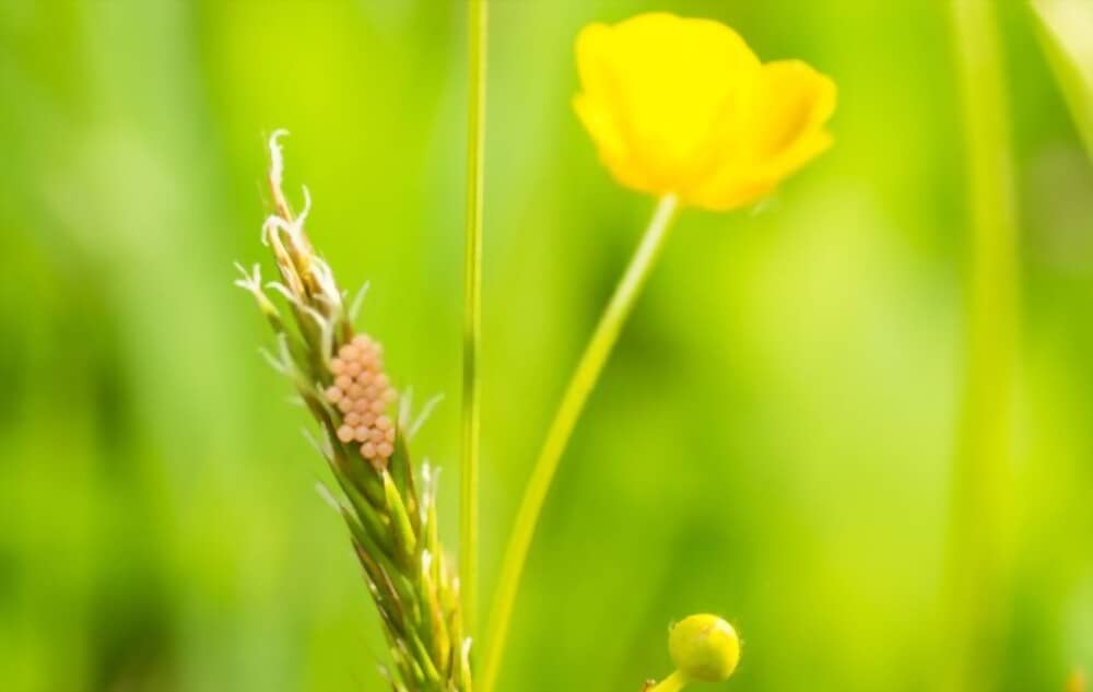 What Insects Lays Eggs on leaves?