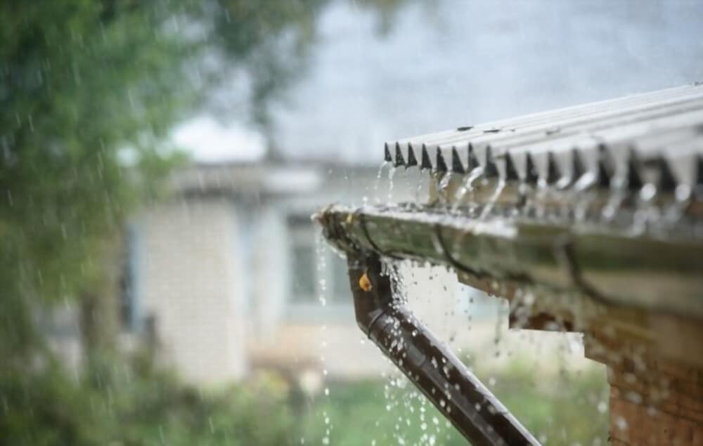 Using Rainwater for Plants: Benefits, Storage and Usage tips