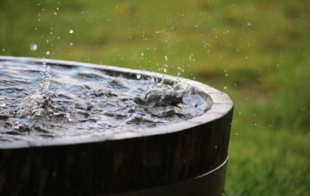 Is Rainwater Good for Plants?