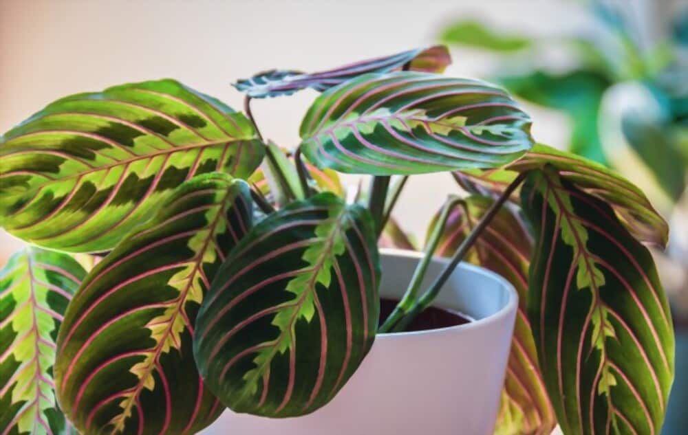 Prayer Plant Leaves Curling: Causes and Simple Solutions