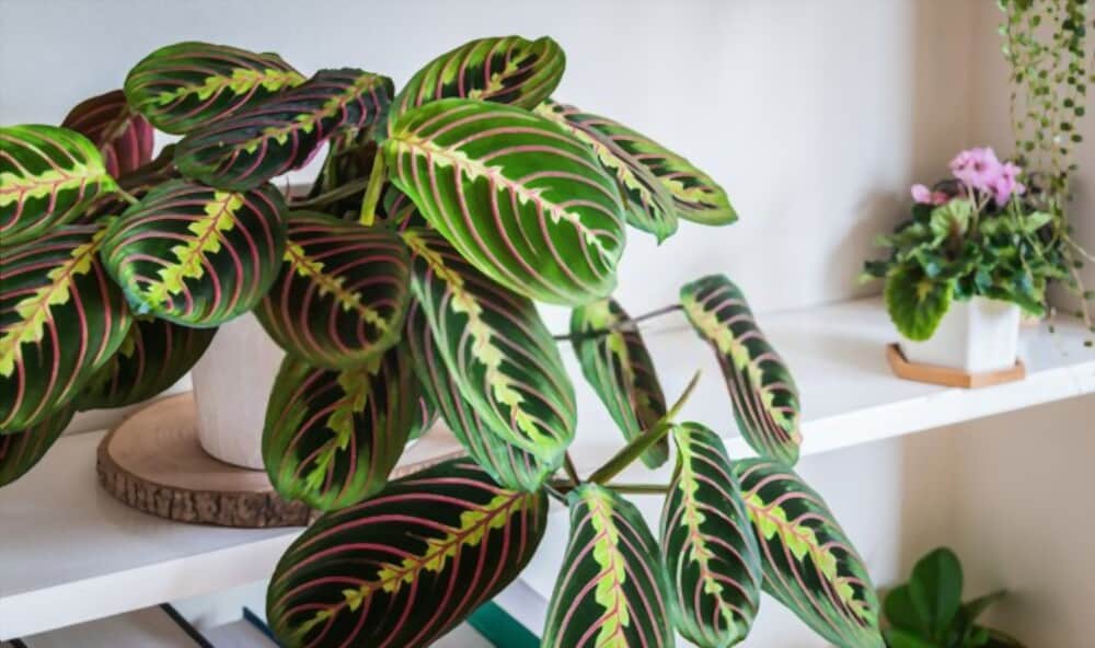 Why do Prayer Plant Leaves Curl?