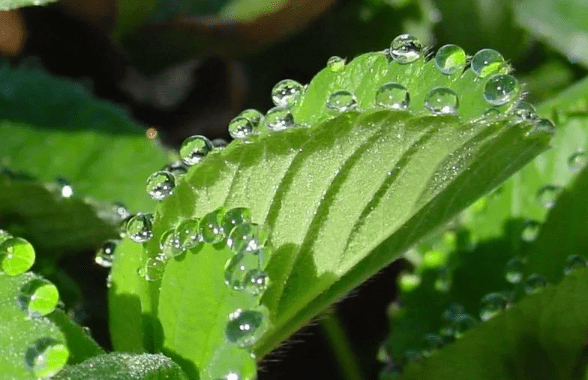 Plant leaf Sweating
