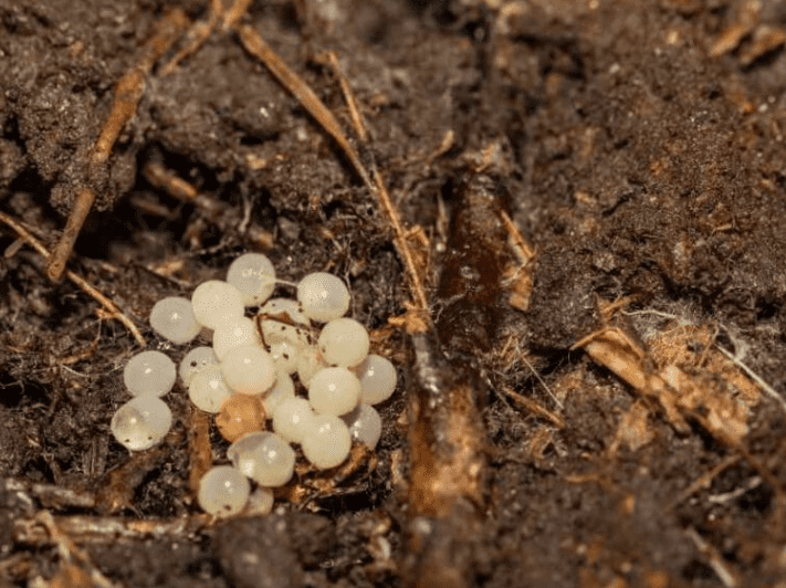 Insect Eggs in Garden Soil 