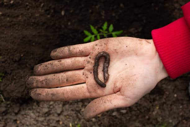 Adding Earthworms to Potted Plants