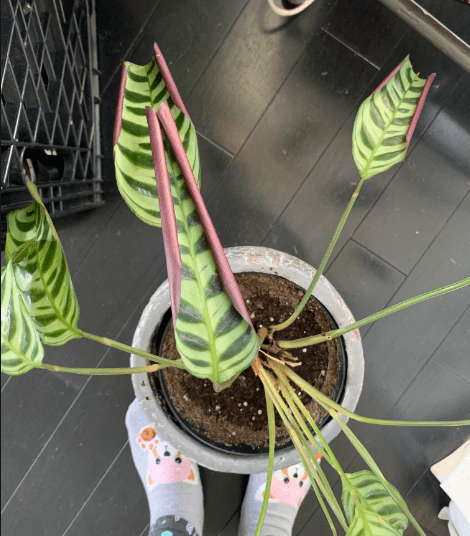 Prayer Plant Leaves Curling