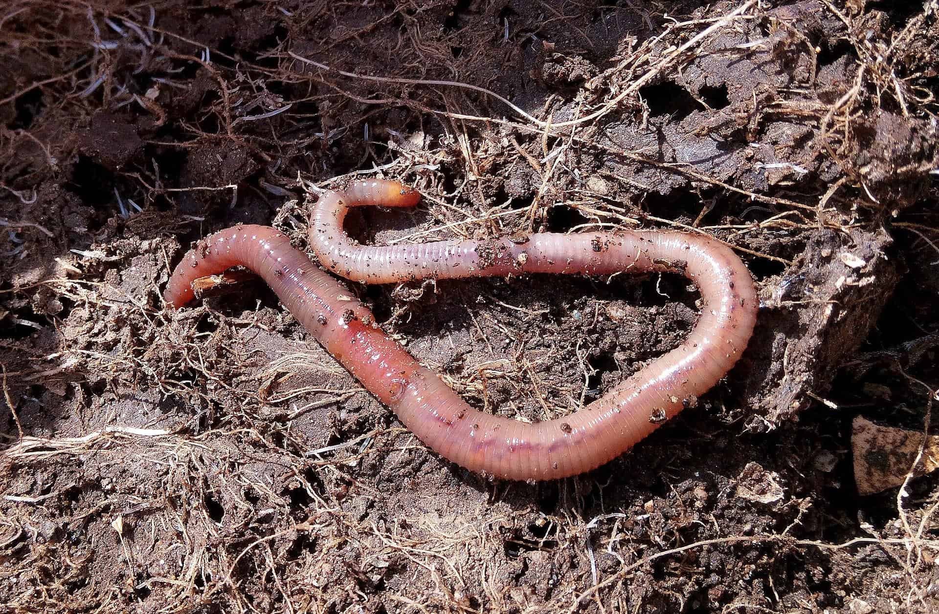 what-do-earthworms-eat-worldatlas