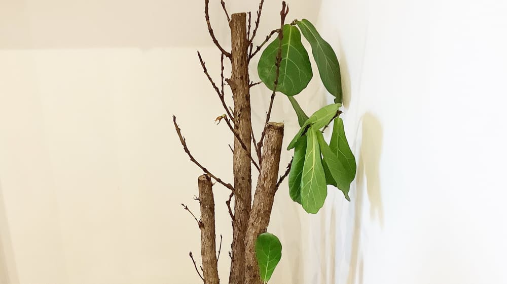 Can a Plant Survive Without Leaves?