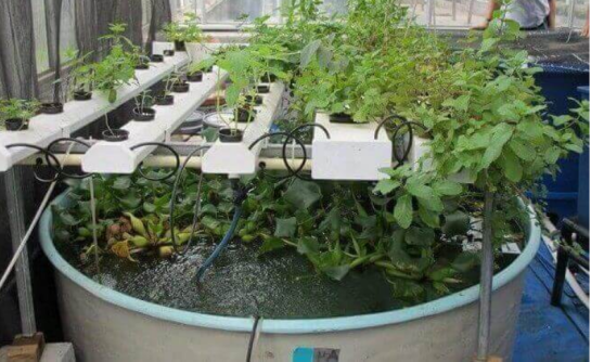 Adding Fertilizer to Aquaponics System: Should It Be Done? – The Garden ...