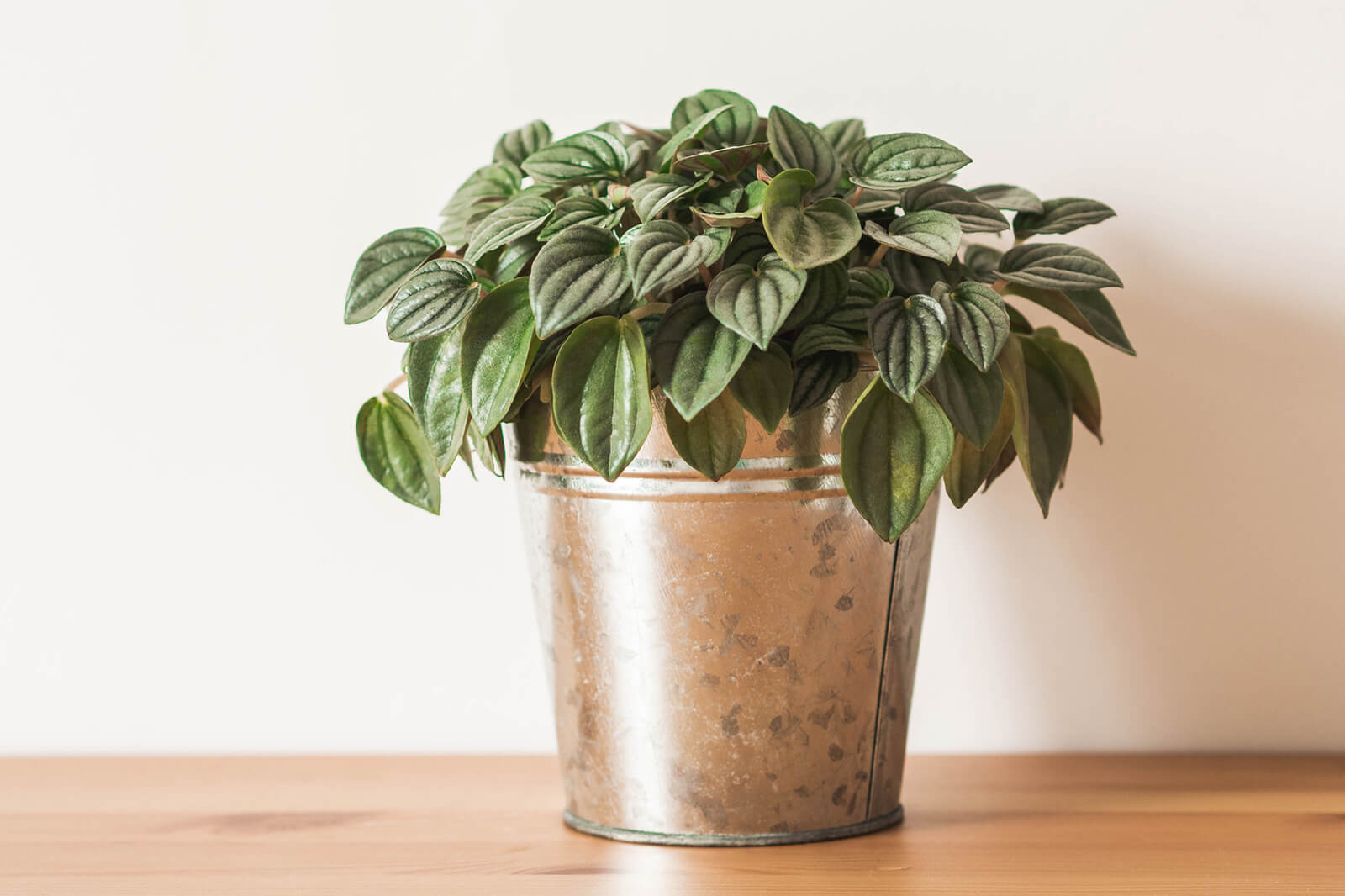 Peperomia - Care & Buy - myPlant