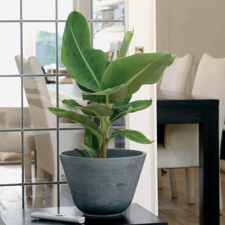 Banana plant - Care & buy - myPlant