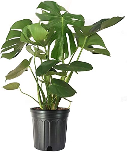 Philodendron – Care Guide & Info – The Garden Hows