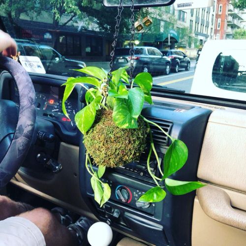 Can A Plant Survive in A Car? Here’s how