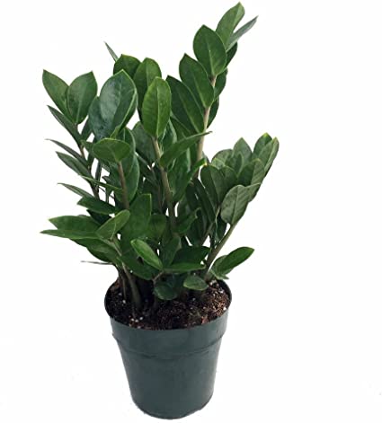 Zamioculcas - Care & Buy - myPlant