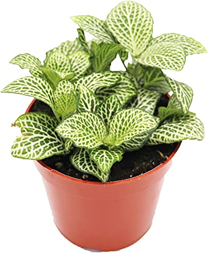 Fittonia care