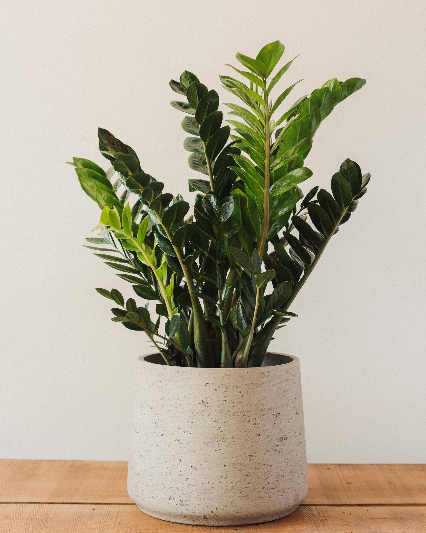 Zamioculcas Care Guide And Info The Garden Hows