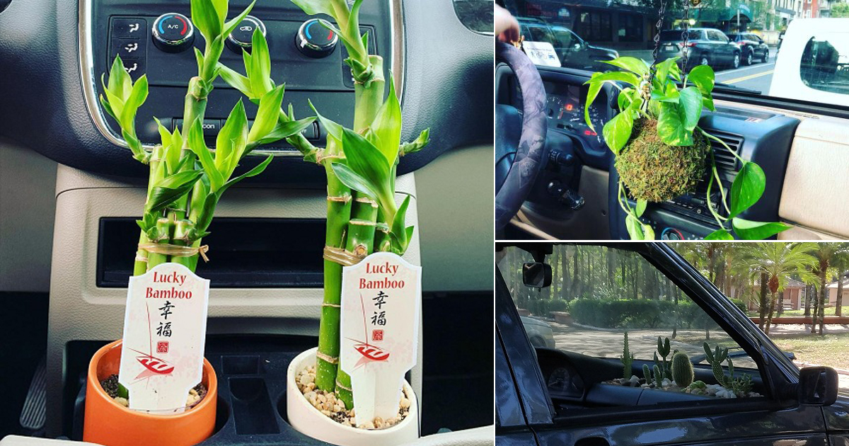 Can A Plant Survive in A Car?