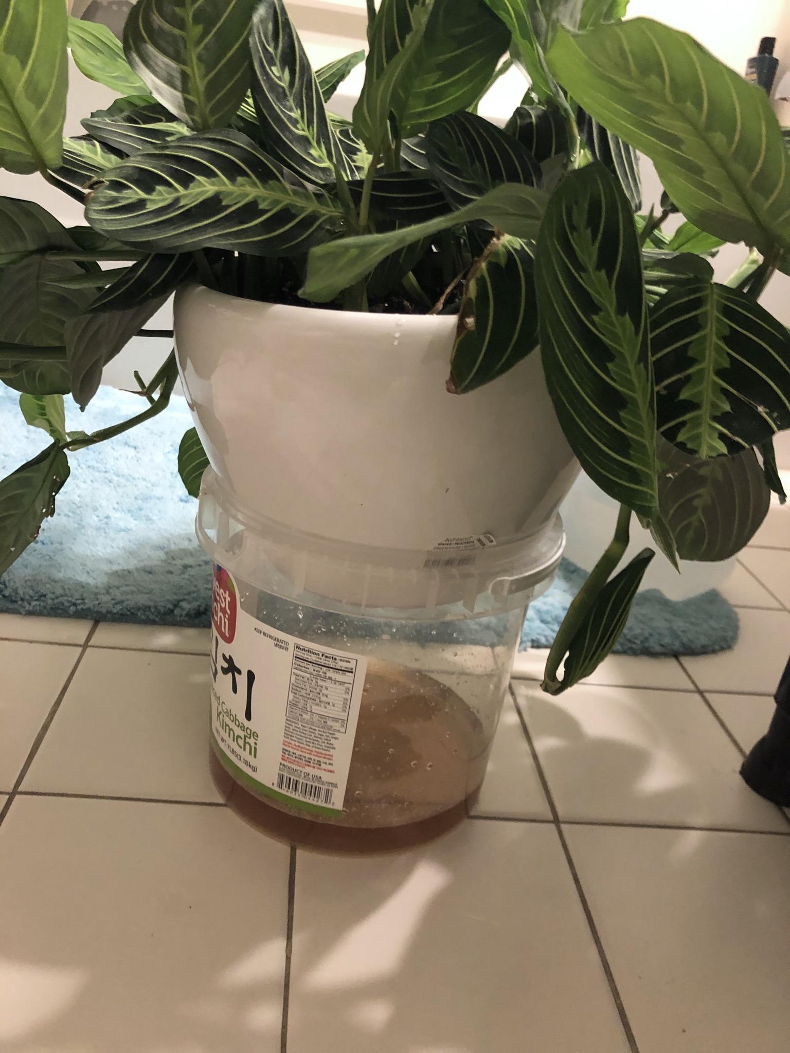 How To Keep Plants With Drainage Holes From Making a Mess?